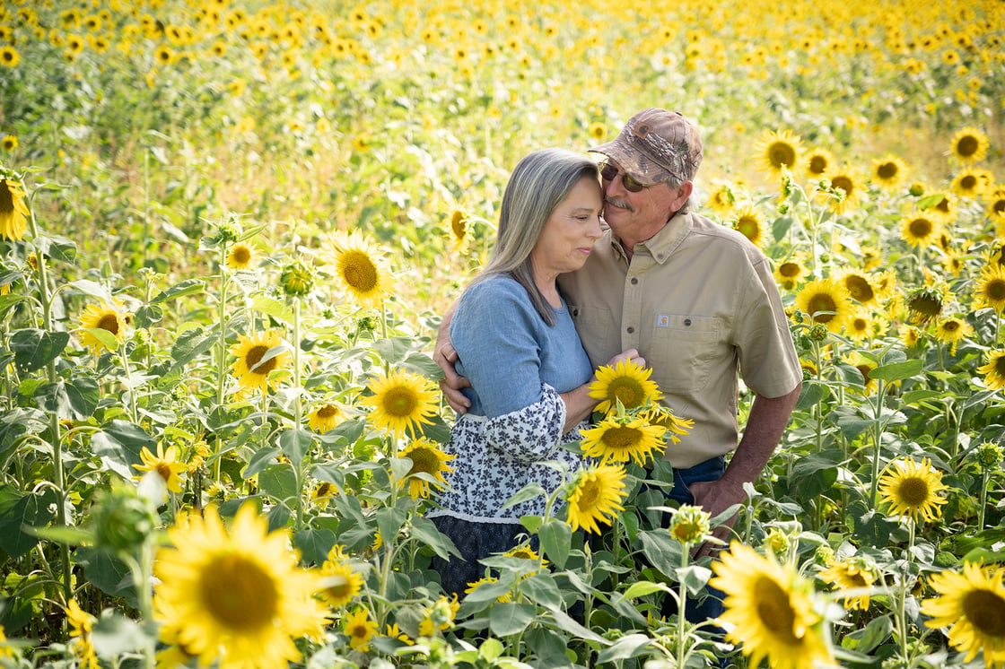 Image of Sunflowers - retainer fee