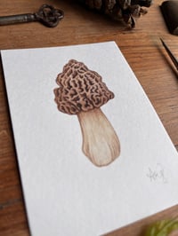 Image 3 of Morel mushroom Original Painting 