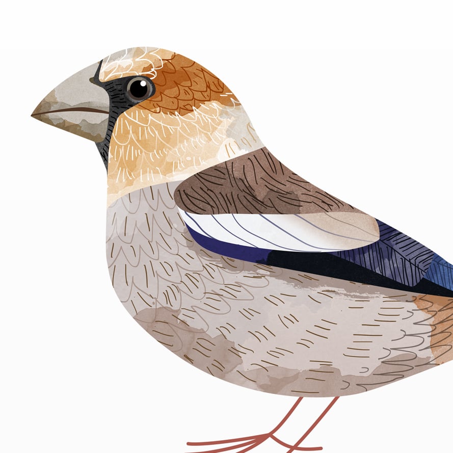 Print: Hawfinch