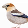 Print: Hawfinch