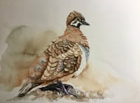 Image 1 of Squatter Pigeon