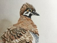 Image 2 of Squatter Pigeon