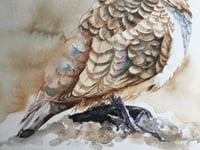 Image 3 of Squatter Pigeon