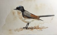 Image 1 of Restless flycatcher