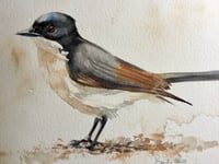 Image 2 of Restless flycatcher