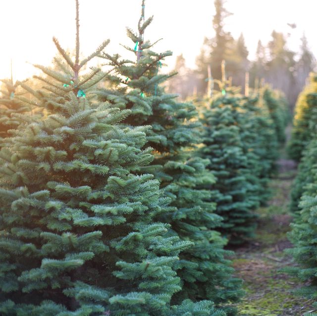 Image of Tree farm Mini session Deposit 