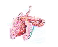 Giant Pacifc Octopus Print