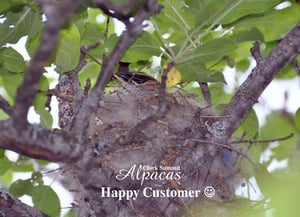 Bird Nesting Materials Alpaca Fiber - Pre Filled Suet Cage for Bird Lovers