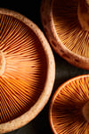 Fungi - Pine Mushroom 2