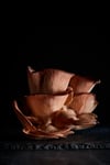 Fungi Pink Oyster Mushroom 