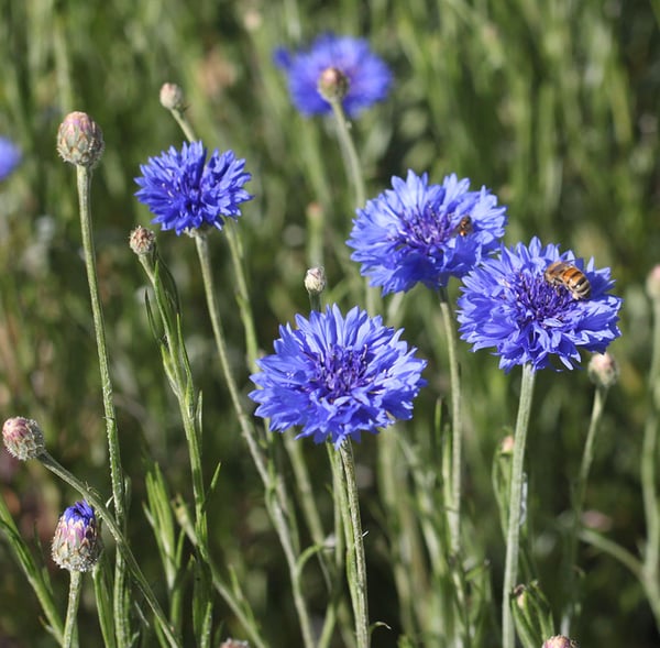 Image of Blue Cornflower Petals