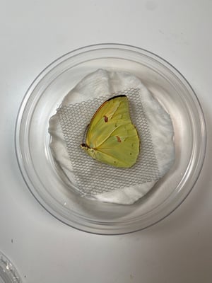 Image of Insect Pinning Kit