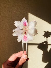 🤍Double Bauhinia Hairpin🤍