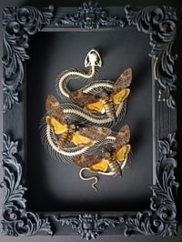 Image 2 of Reserved! Viper Skeleton and Death's Head Hawkmoths