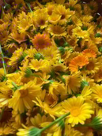 Image 5 of Calendula Salve