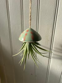Image 5 of Tillandsia