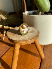 Image 2 of Ladybird garden rings