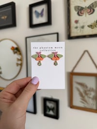 Image 2 of Sherbet Moth