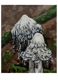 Shaggy Inkcap Study Print