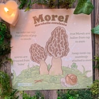 Image 3 of "Mushrooms!” prints 