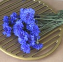 Image 2 of Blue Cornflower Petals