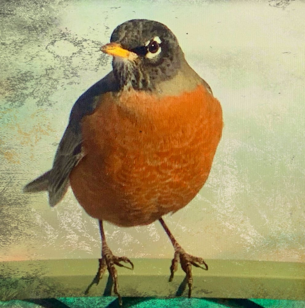 Image of Robin (note card)