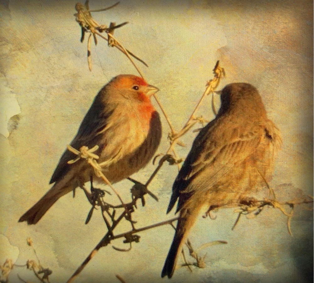 Image of House Finches (note card)