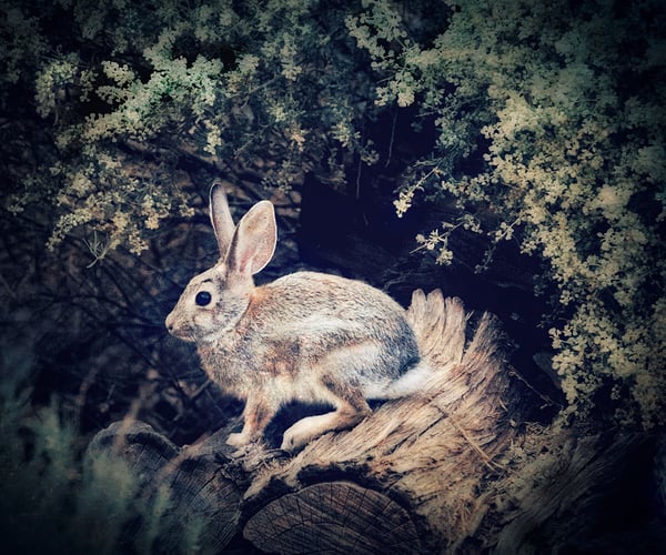 Image of Rabbit (note card)