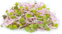 Radish micro herb (100g)
