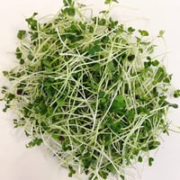 Broccoli micro herb (30g)