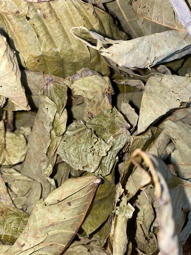 King Of The Forest ( CASSIA ALATA)