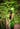 Basics Fly High Green