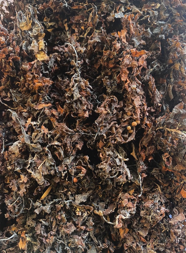 Bladderwrack 50g