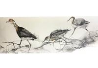 Image 1 of Jacana study