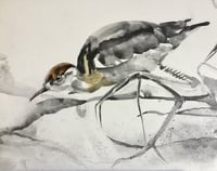 Image 3 of Jacana study