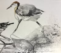 Image 4 of Jacana study