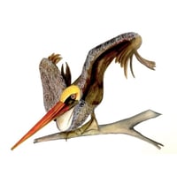 Image 1 of Pelican on branch,  minimalist watercolor bird art