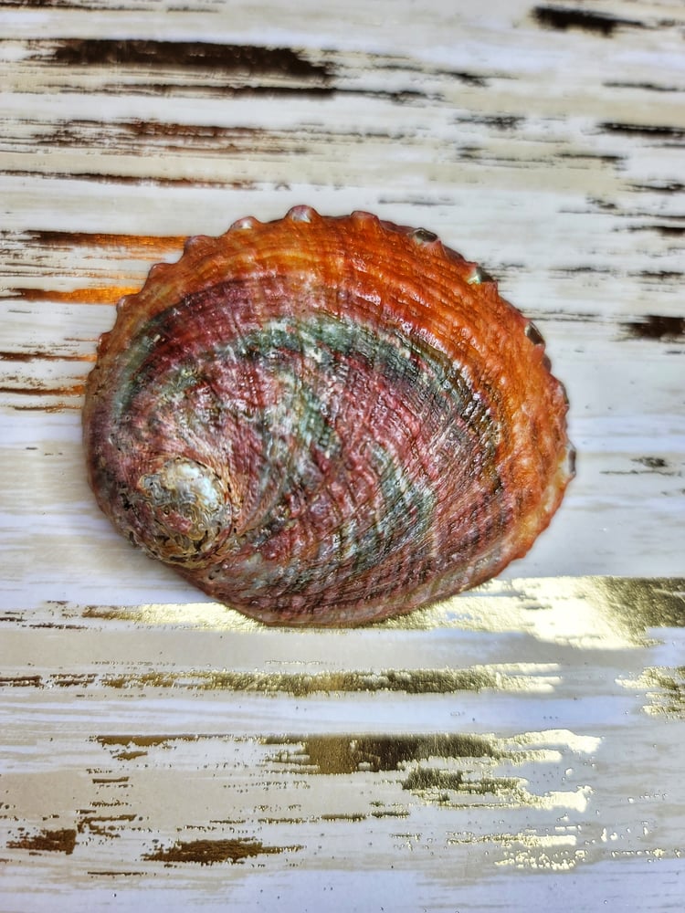 Image of Abalone Shell (Small)