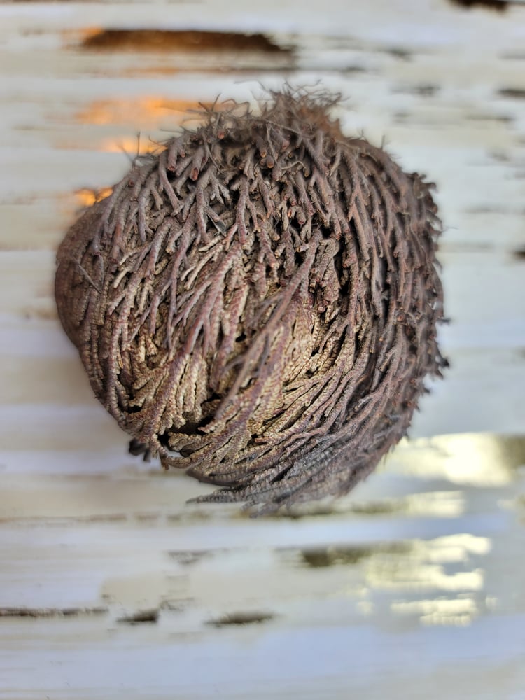 Image of Rose of Jericho 
