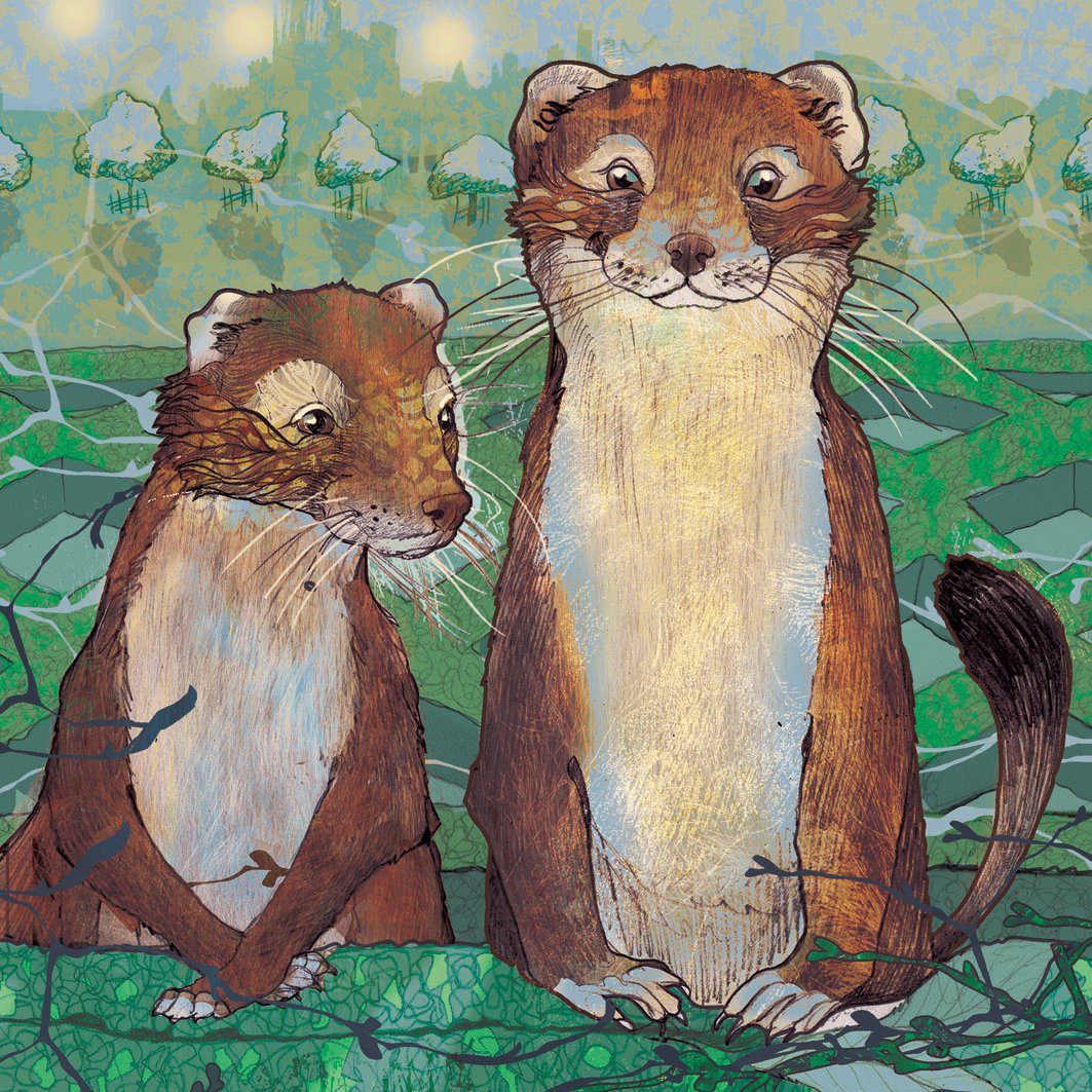 Image of Curious Stoats