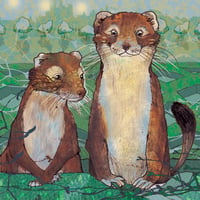 Curious Stoats