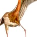 Image of Egret in the city, nature-inspired watercolor artwork