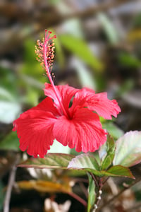 Image 5 of HIBISCUS GREEN TEA Facial Mist