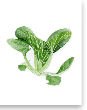 Image of Bok Choy Greeting Card