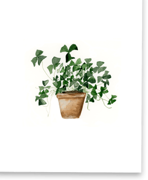 Image of Clover Plant Greeting Card
