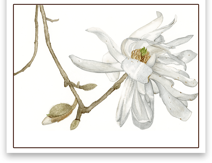Image of Magnolia Greeting Card