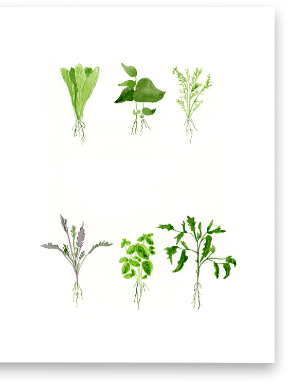 Image of Veggie Starts Greeting Card