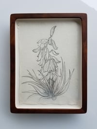 Yucca