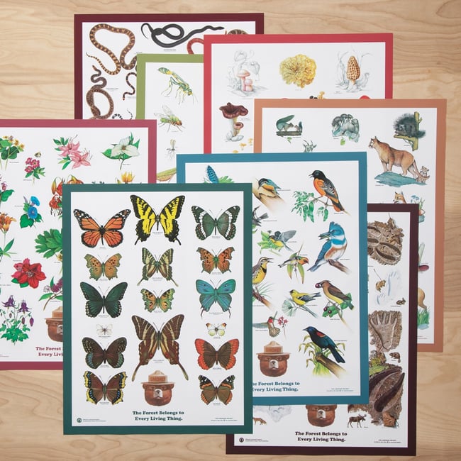 Baby Animals Educational Poster 18x25