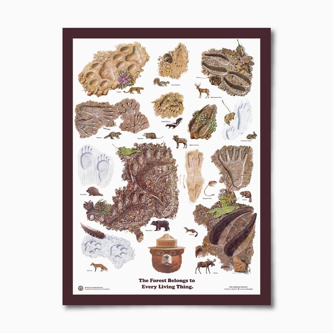 Animal Tracks Educational Poster 18x24